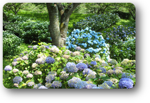 あじさい情報 宮城県 大崎市 田尻にあるレストラン加護坊四季彩館